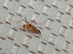 Aedes fulvus pallens