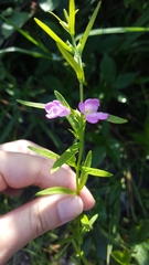 Agalinis neoscotica