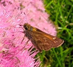 Atalopedes campestris