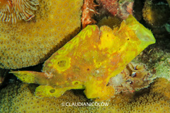 Antennarius multiocellatus