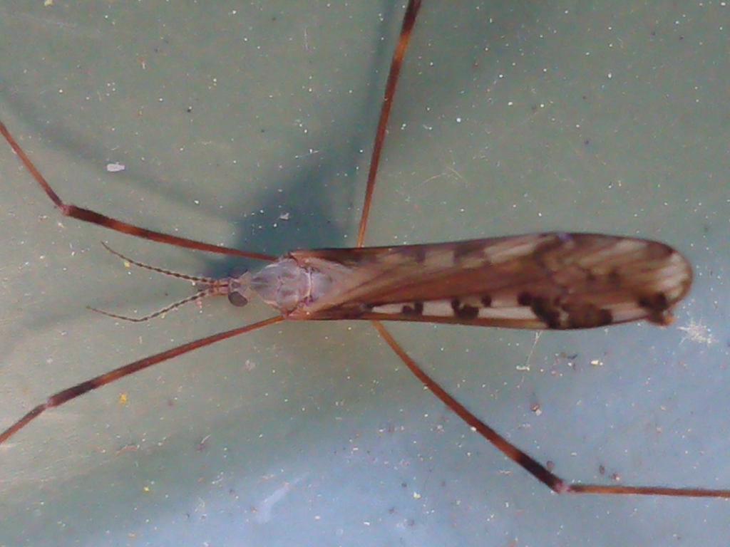 Paralimnophila