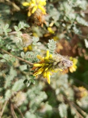 Dalea prostrata