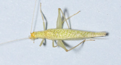 Oecanthus rileyi