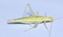 Oecanthus rileyi