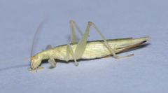 Oecanthus rileyi