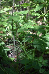 Carex muskingumensis
