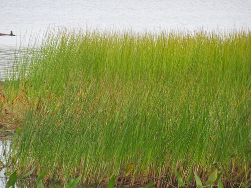 Image of Juncus militaris by no rights reserved