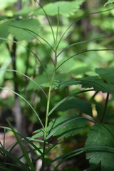 Carex muskingumensis