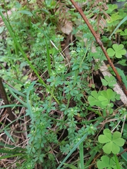 Galium gaudichaudii gaudichaudii
