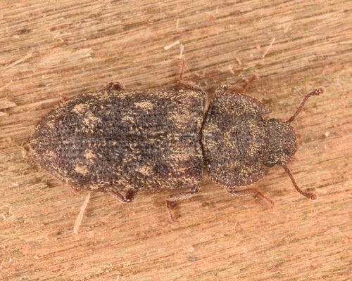 Namunaria guttulata