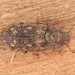 Namunaria guttulata - Photo (c) skitterbug, algunos derechos reservados (CC BY), subido por skitterbug