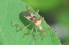 Hypselonotus punctiventris