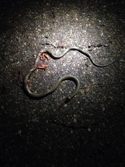 Diadophis punctatus regalis