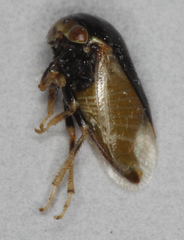 Smiliinae