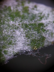 Golovinomyces magnicellulatus