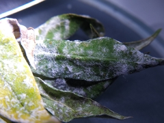 Golovinomyces magnicellulatus