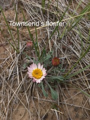 Townsendia florifera