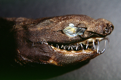 Viper Dogfish photo 2
