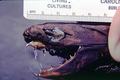 Viper Dogfish photo 3