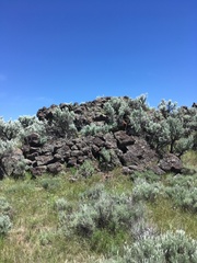 Artemisia tridentata tridentata