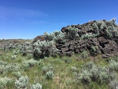 Artemisia tridentata tridentata