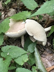 Leccinellum albellum