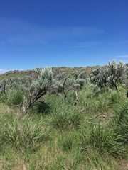 Artemisia tridentata tridentata