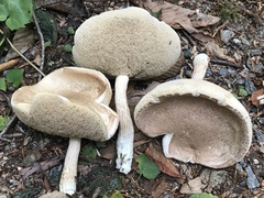 Leccinellum albellum