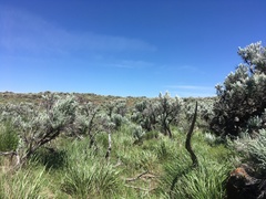 Artemisia tridentata tridentata