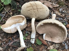 Leccinellum albellum