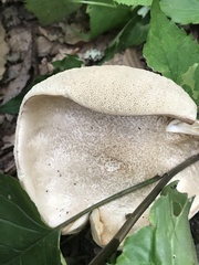 Leccinellum albellum