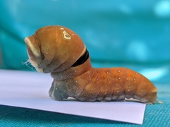 Papilio multicaudata