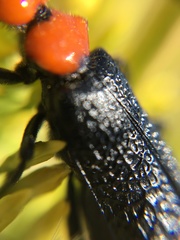 Lytta vulnerata