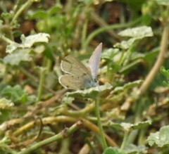 Cupido amyntula