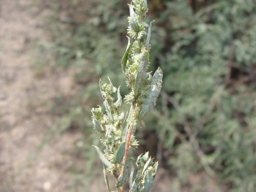 Image of Wheelscale Saltbush by (c) Alexis López Hernández, some rights reserved (CC BY)