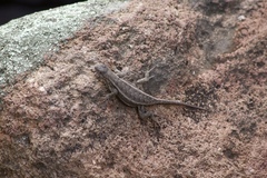 Sceloporus virgatus