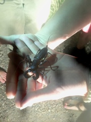 Mastigoproctus tohono