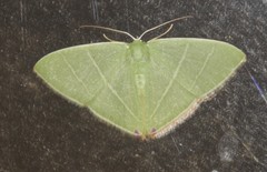 Urolitha bipunctifera