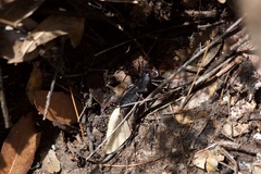 Mastigoproctus tohono