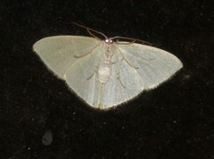 Urolitha bipunctifera