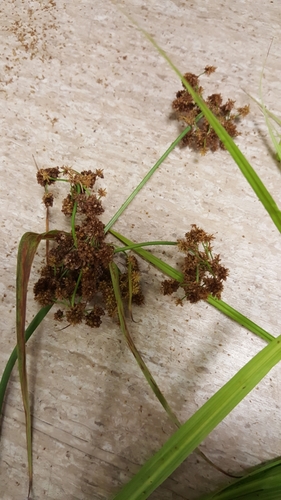 Scirpus georgianus iNat (1)