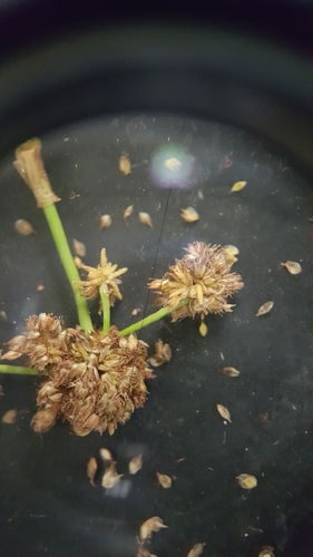 Image of Scirpus georgianus by (c) naturalist charlie, some rights reserved (CC BY)