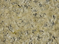 Himantopus himantopus