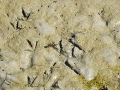 Himantopus himantopus