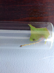 Rhinoncomimus latipes