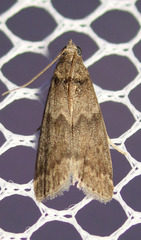 Ectomyelois ceratoniae