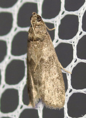 Ectomyelois ceratoniae