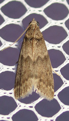 Ectomyelois ceratoniae