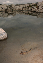 Ambystoma taylori