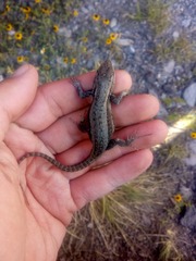 Sceloporus megalepidurus